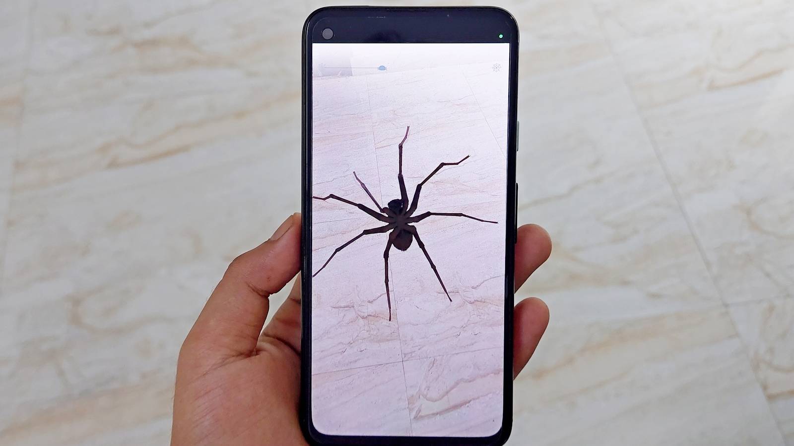 Spider Using Phone Virtual Spiders In This App Might Help You Overcome The Spider Scare