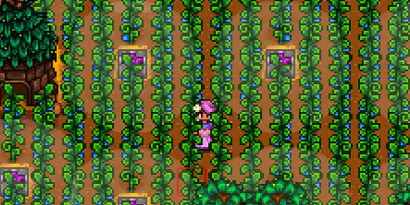 Stardew Valley: 10 Best Crops To Plant