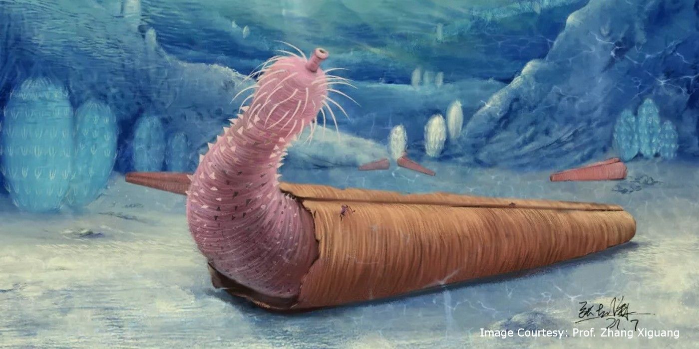 Penis-Worms-1.jpg
