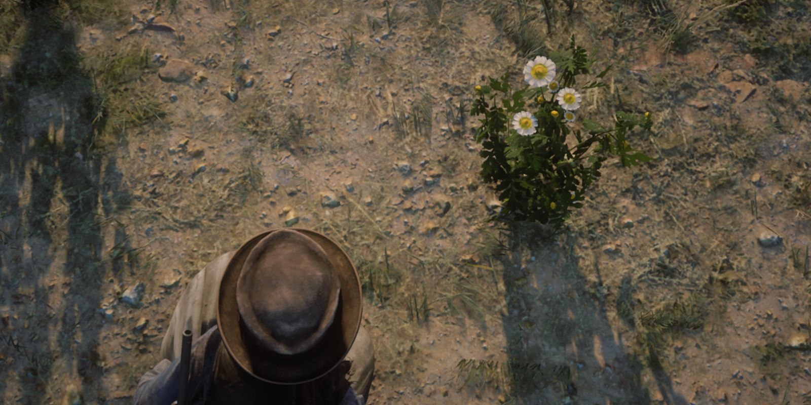 Red Dead Redemption 2 Wild Feverfew Locations