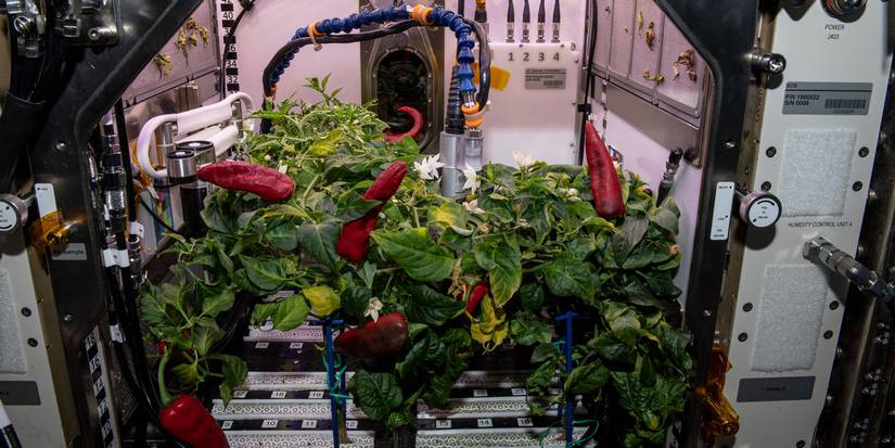 NASA's Space Chilis Have Set Two Records On The Space Station