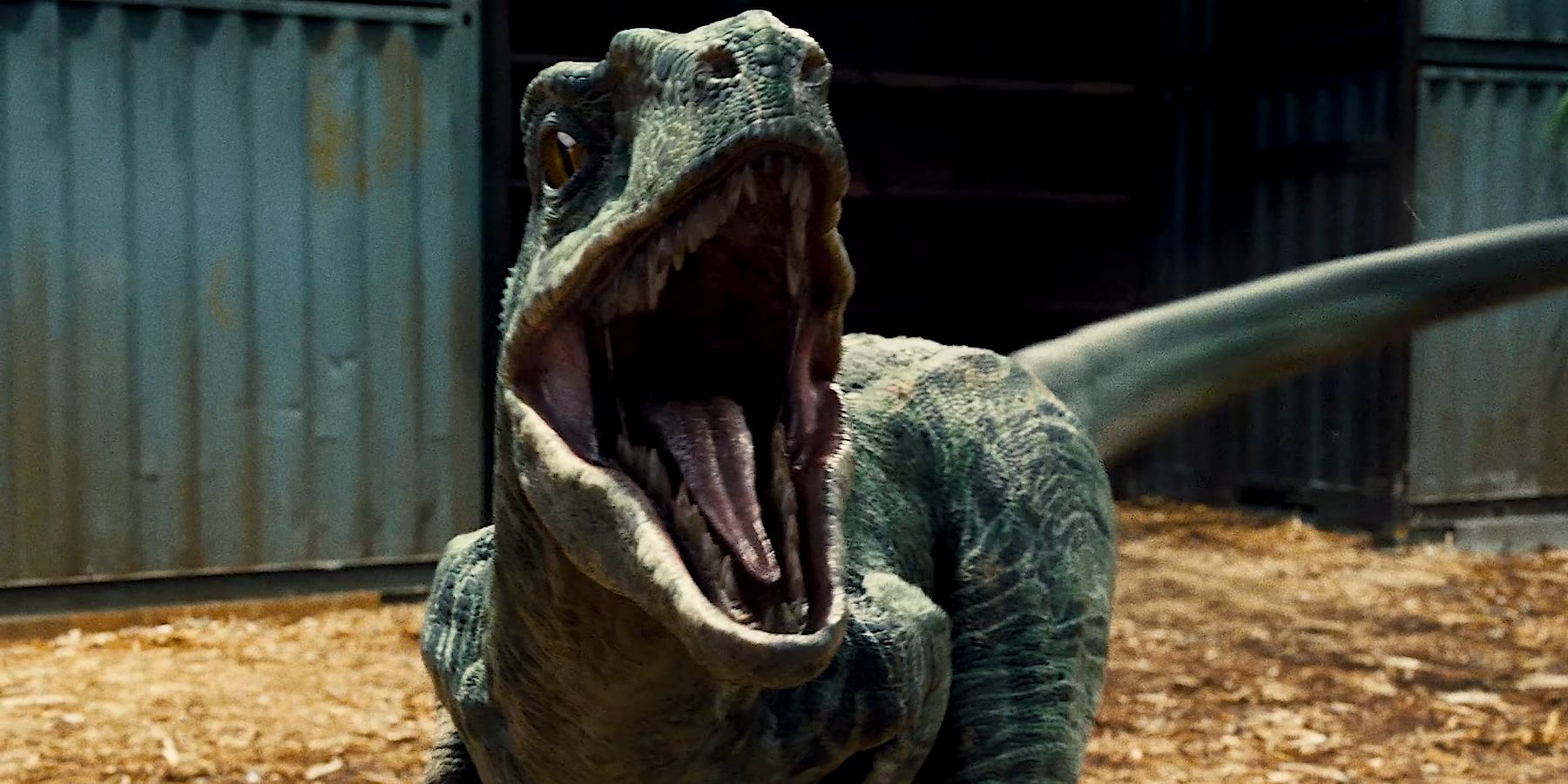 Explicación de lo que sucede con el paquete Velociraptor de Blue en las películas de Jurassic World