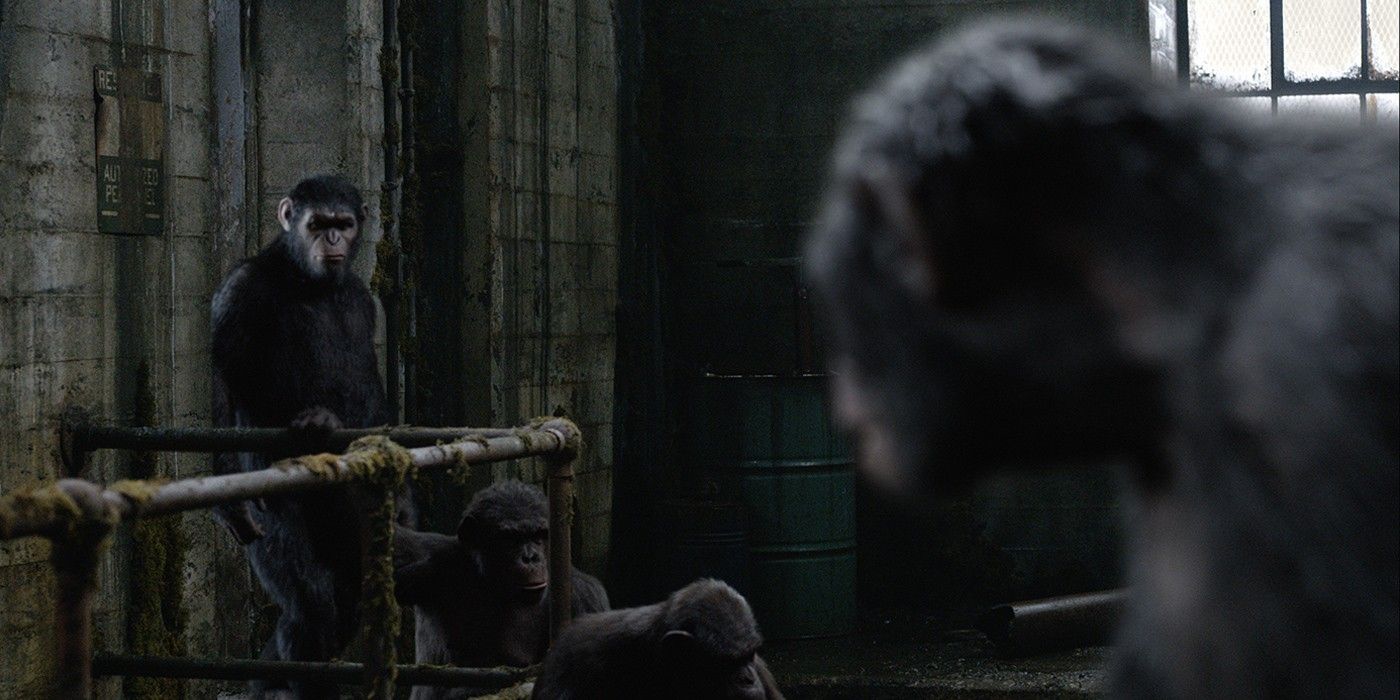 Caesar and Koba in Dawn of the Planet of the Apes