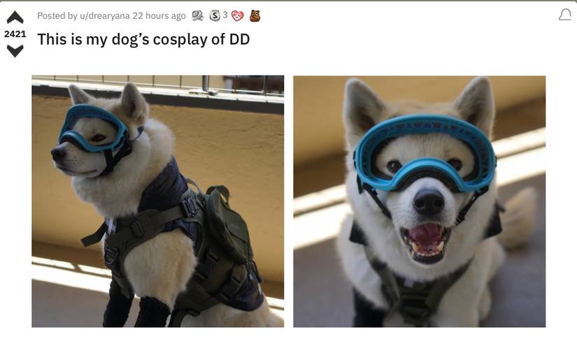 Metal Gear Solid 5: Cosplaying Dog Becomes Adorable DD