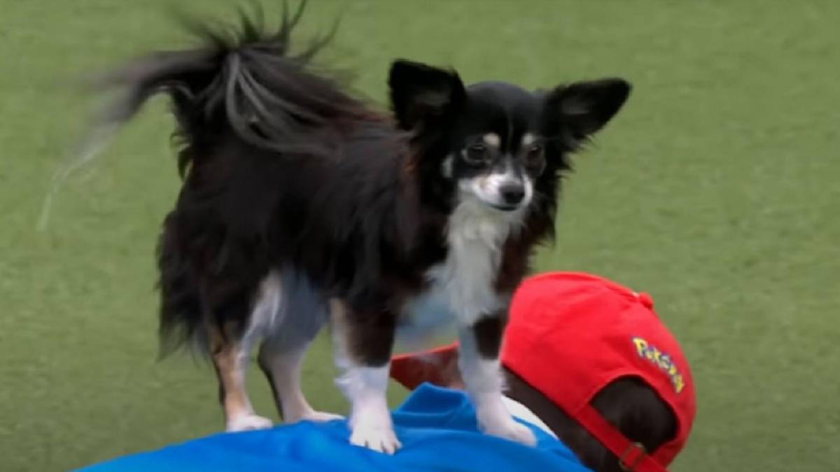 Crufts Dog Battles Charizard In Impressive Pokémon Dance Routine