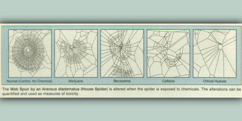 What Is The NASA Spider Experiment & Did It Really Happen?