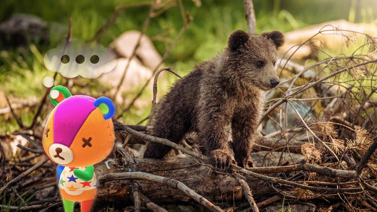 Real-World Animals ACNH's Sequel Should Add As Villagers
