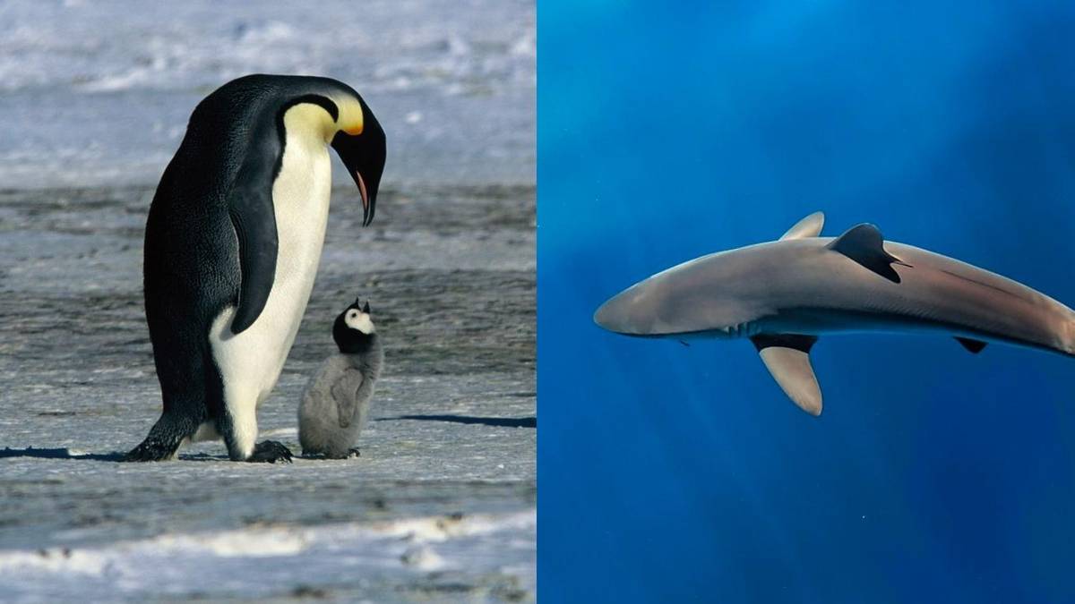 10 Best Nature Documentaries, According To Reddit