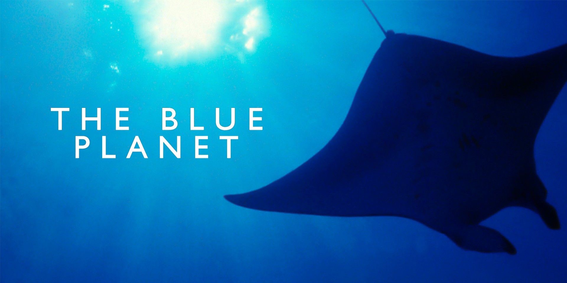 The Blue Planet documentary photo with a Manta Ray
