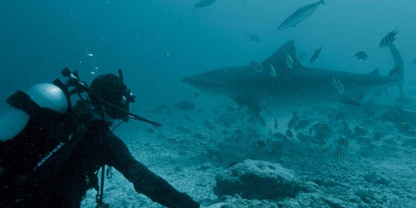 10 Great Documentaries To Watch On Disney+ If You Love Shark Week