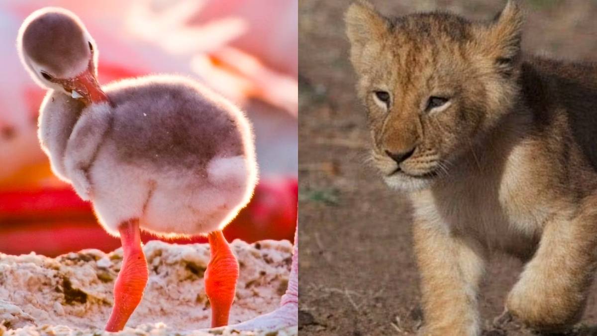 10 Best Nature Documentaries On Disney+, Ranked By IMDb Score