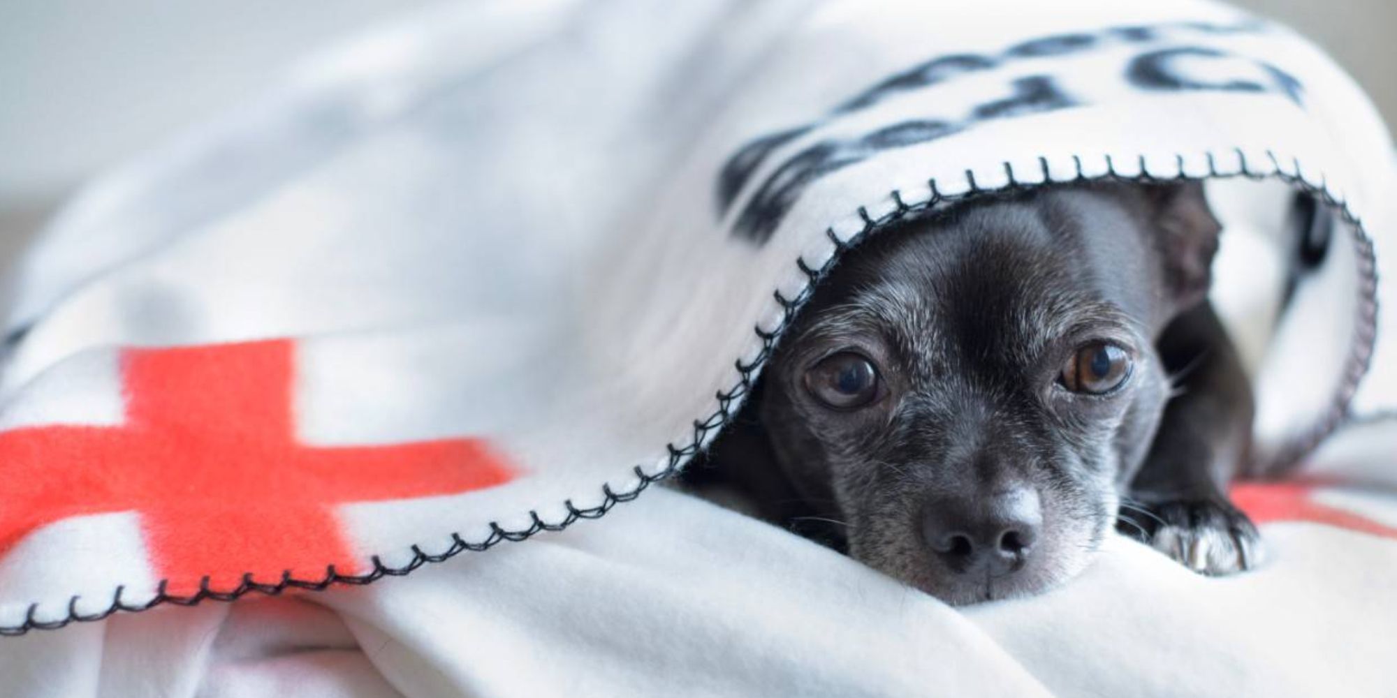 Um pequeno cão preto está sentado debaixo de um cobertor branco com uma cruz vermelha.  O cobertor diz: 