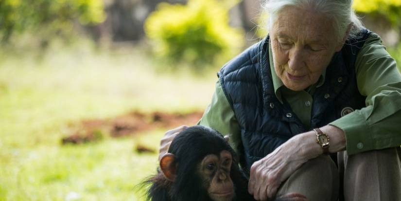Jane Goodall looking at a chimpanzee in Jane