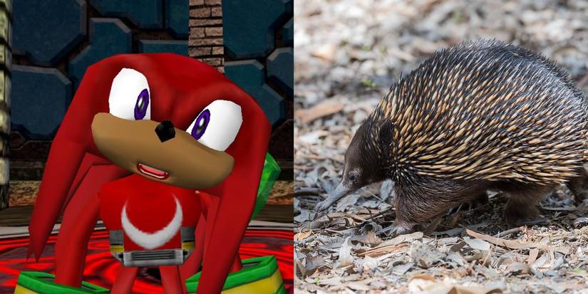 A comparison image of Knuckles from the Sonic franchise and a real-life echidna