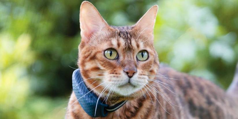 10 Tech Gadgets Every Cat Owner Needs