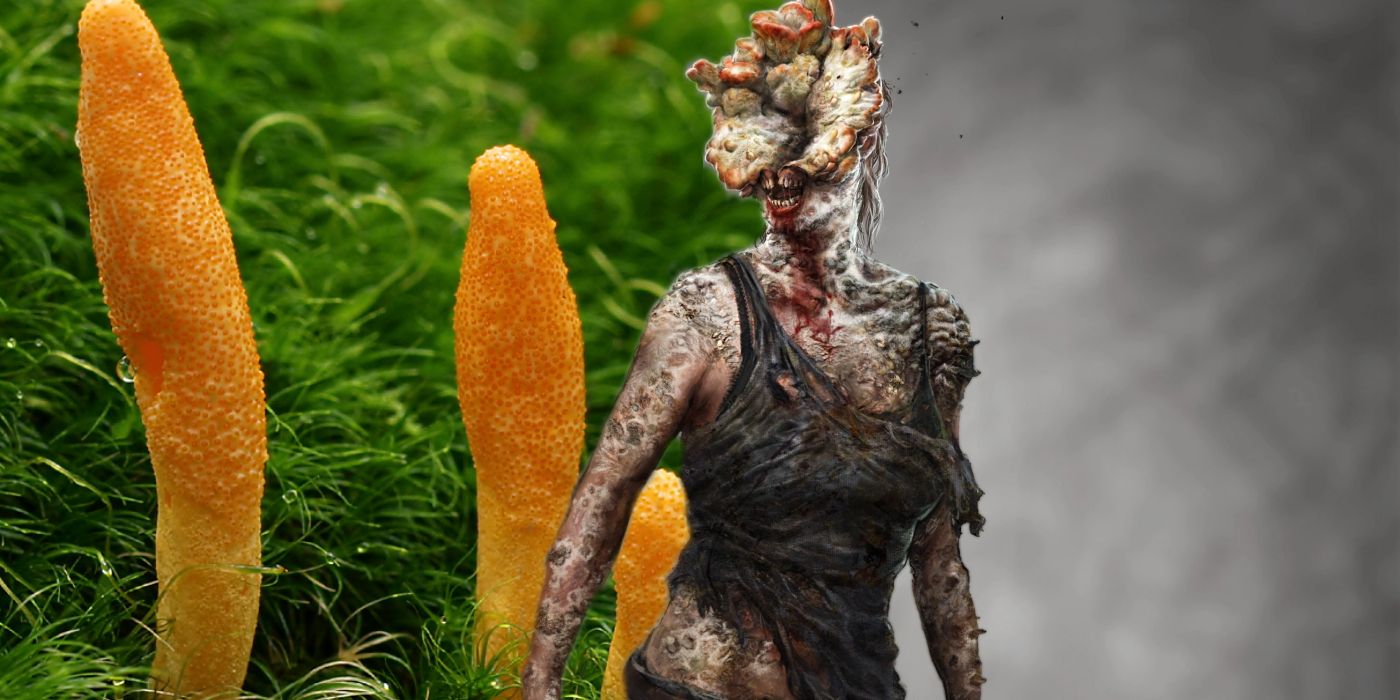 Why Last Of Us' Cordyceps Infection Wouldn't Affect Humans In Real Life Explained By Microbiologist