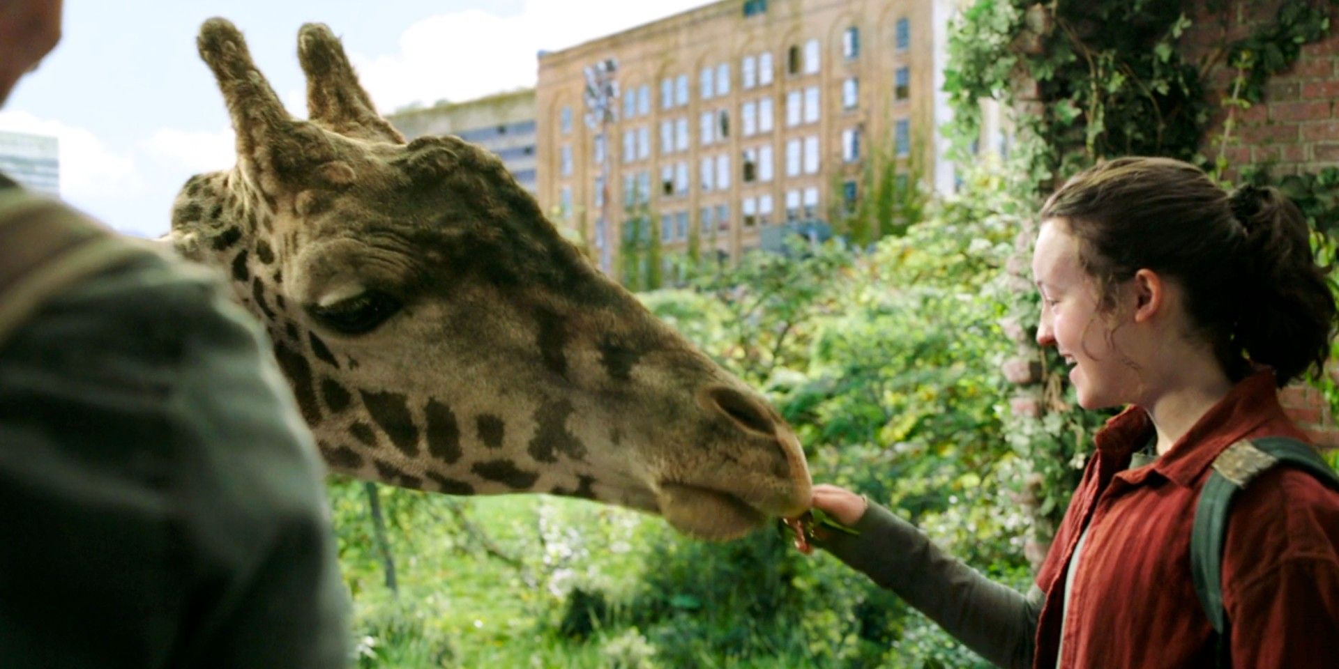 Ellie feeding a giraffe in The Last of Us season 1 finale