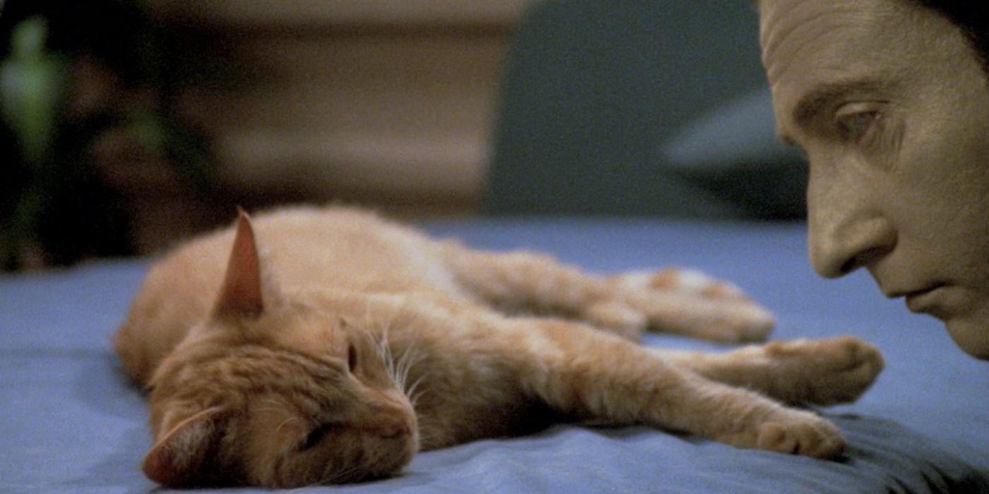 Data's Love Of Cats In Star Trek Has An Ironic Real-Life Twist