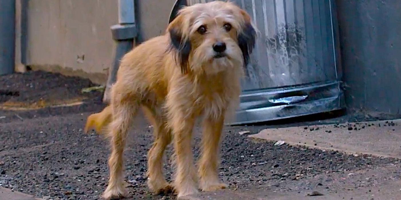 10 Best Dog Movies On Netflix