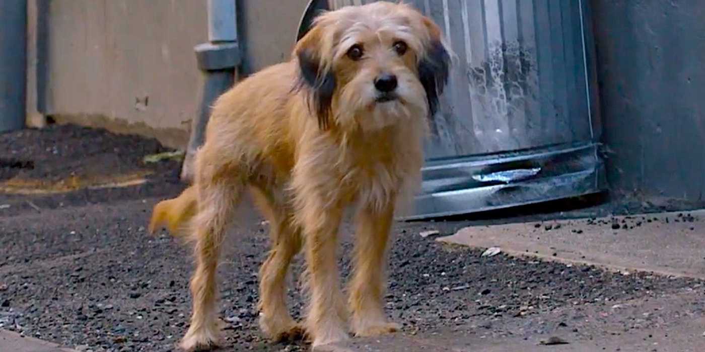 Benji Character 10 Best Dog Movies On Netflix