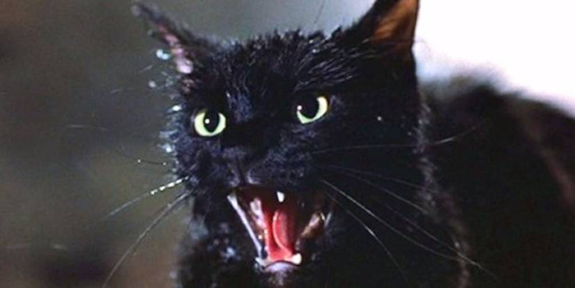 O Gato do Inferno de Tales from the Darkside