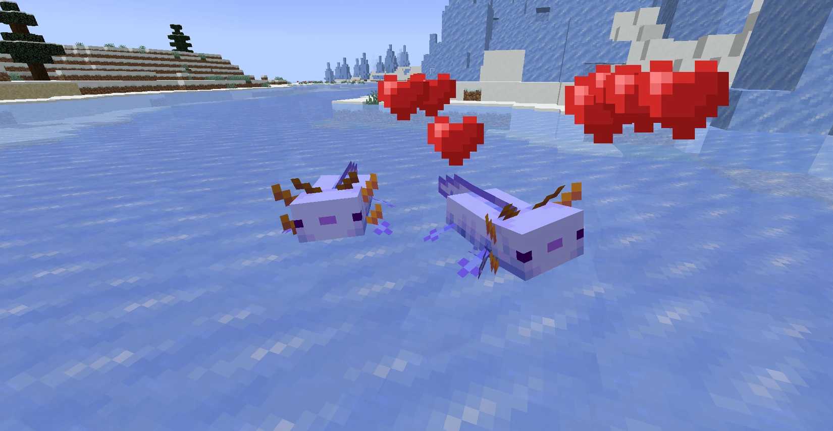 A Minecraft player breeding Blue Axolotls