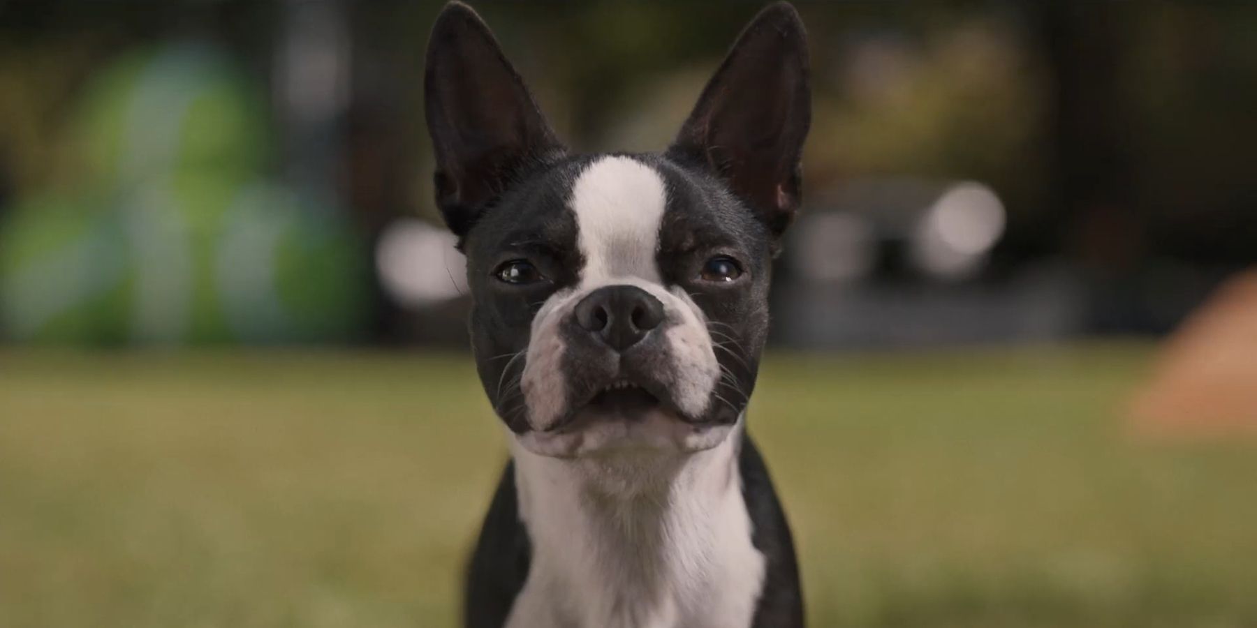 10 Funniest Scenes From Strays, Ranked