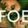 Foe