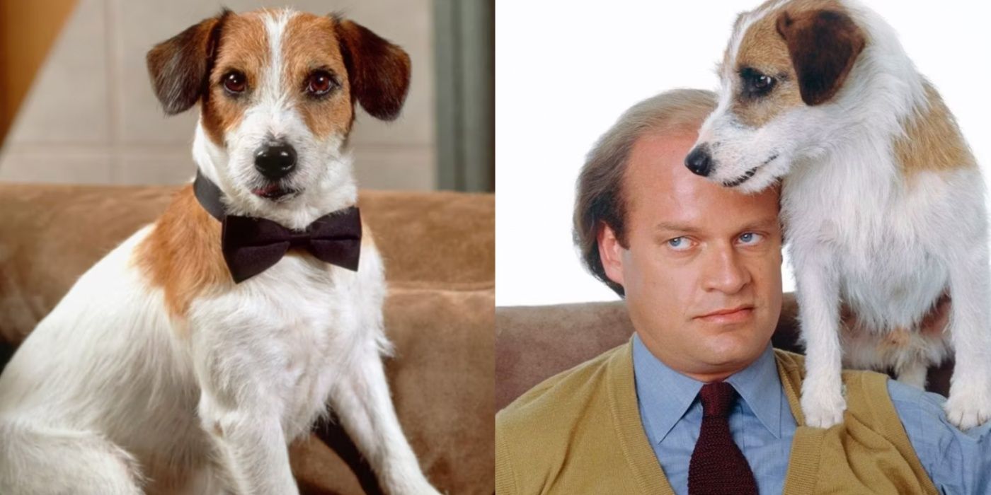 How Many Dogs Played Eddie On Frasier