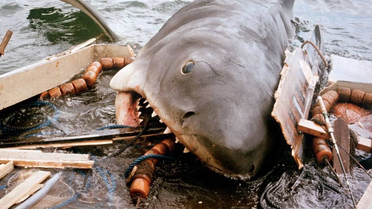 Fall Word Cursive A Real-Life Shark Attack Forced Steven Spielberg To Change Jaws' Script