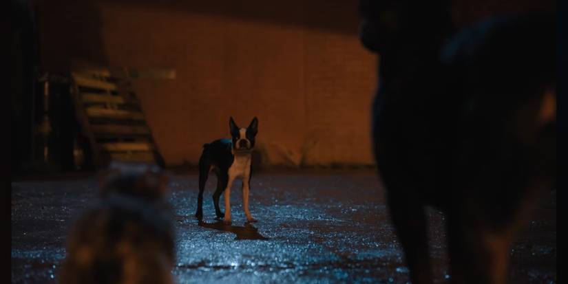 10 Funniest Scenes From Strays, Ranked