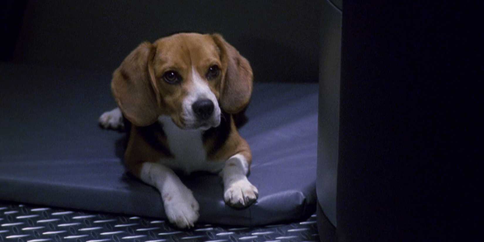 Star Trek Enterprise, Broken Bow. Porthos.