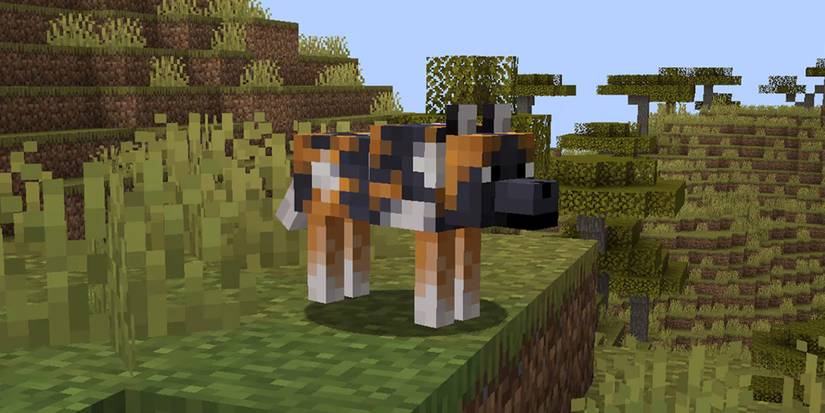Minecraft Java Wolf Minecraft: All Wolf Variants From Java & Bedrock Editions