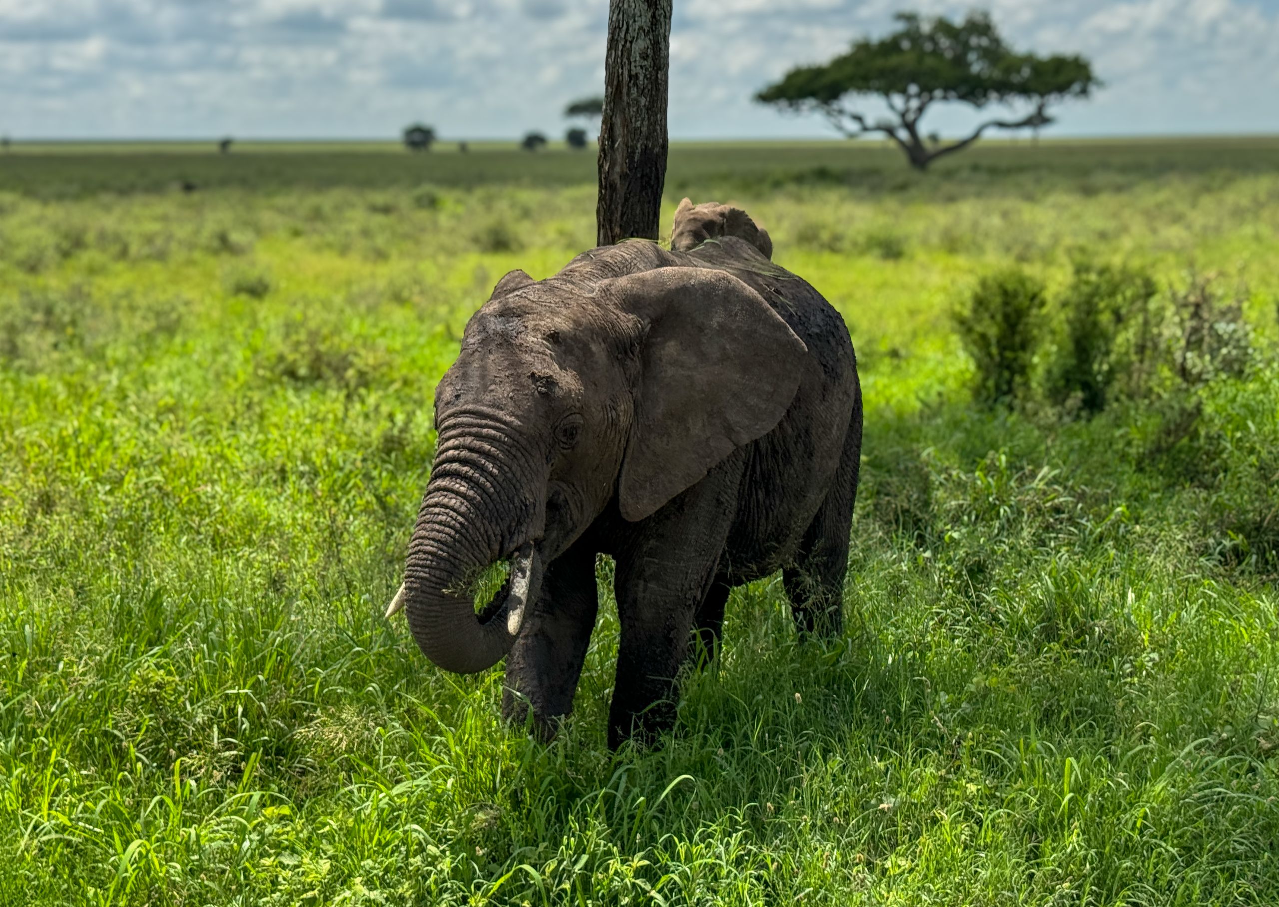 Nat Geo Tanzania 2023 - Baby Elephant in Serengeti