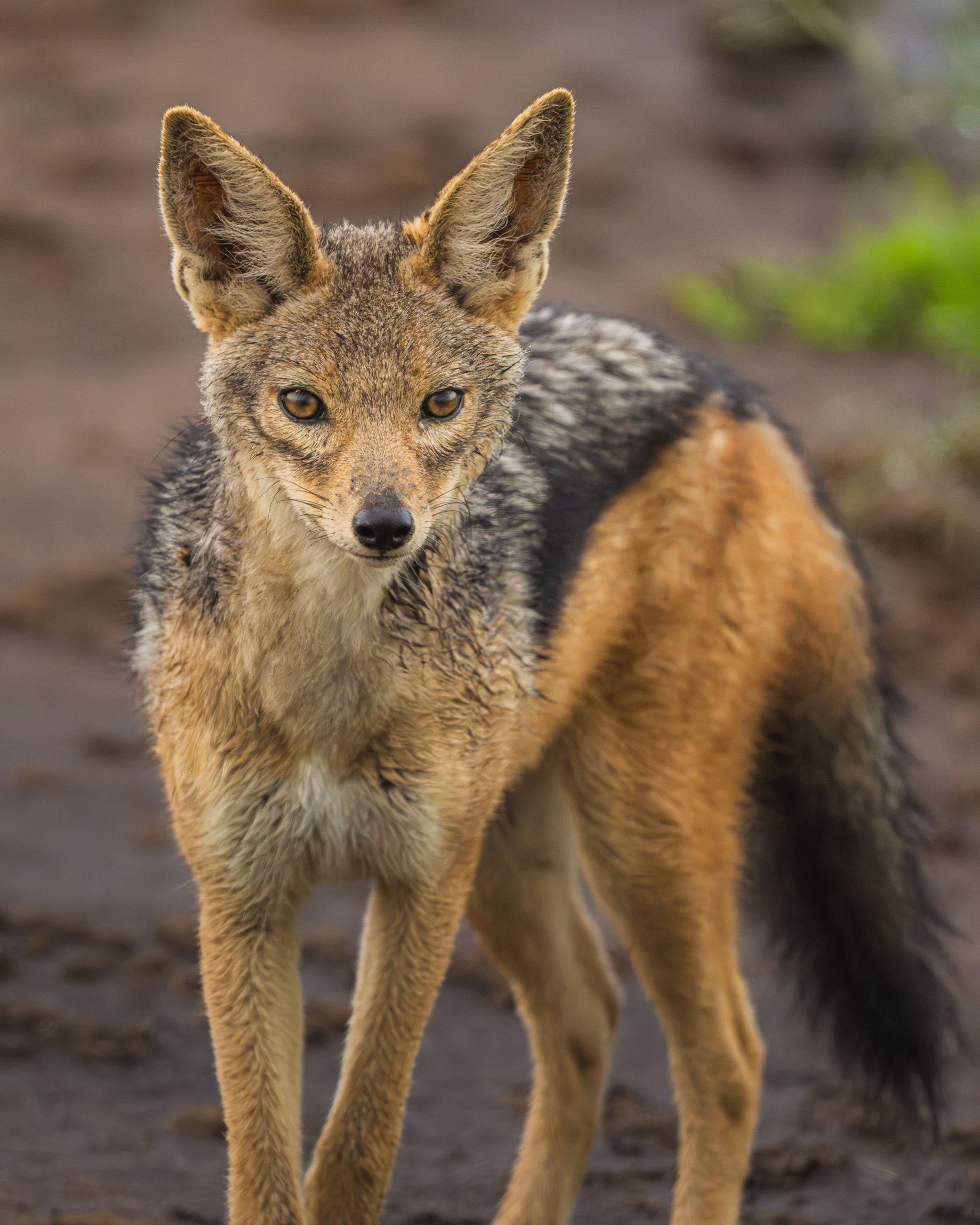 Nat Geo Tanzania 2023 Black Backed Jackal 2