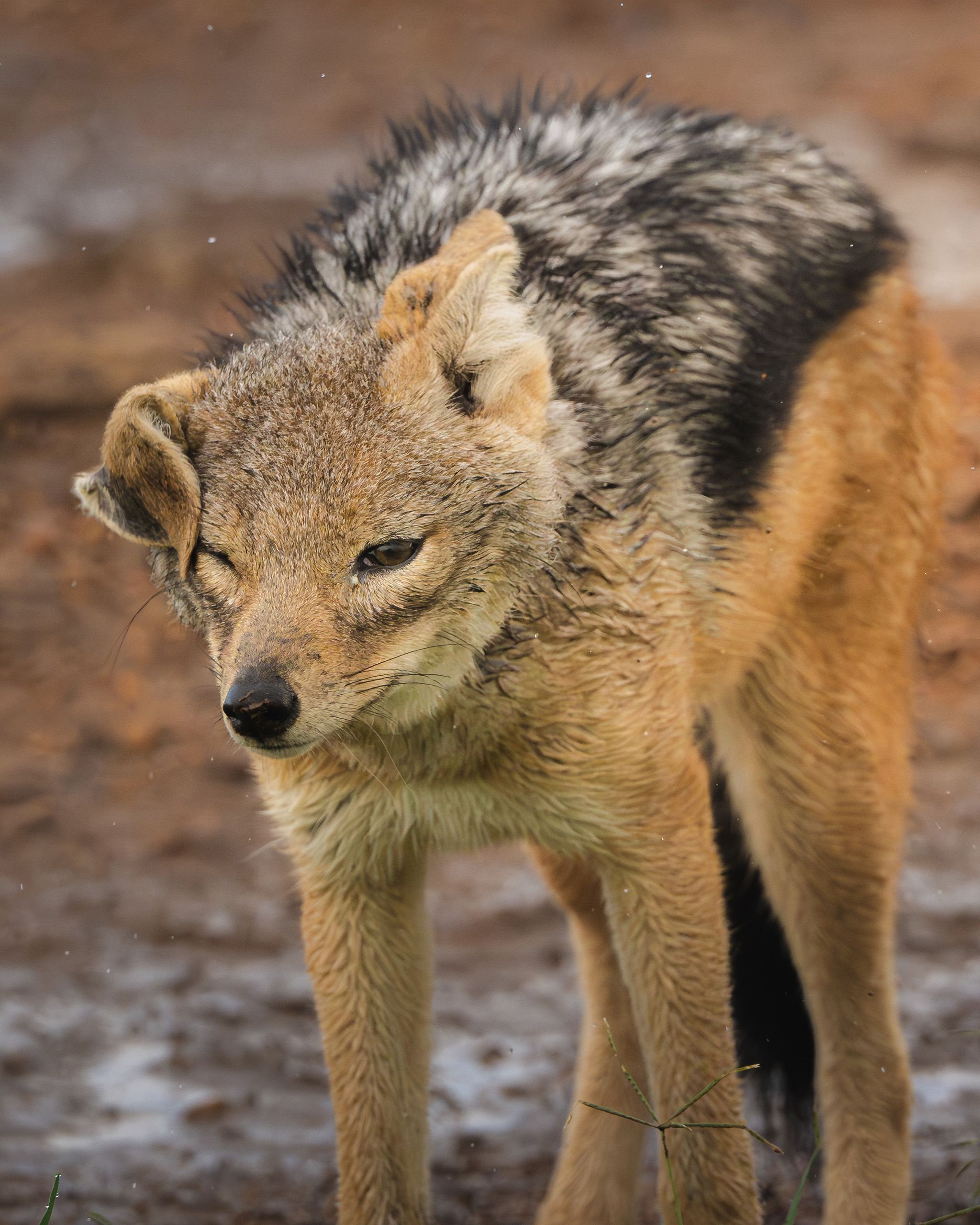 Nat Geo Tanzania 2023 Black Backed Jackal