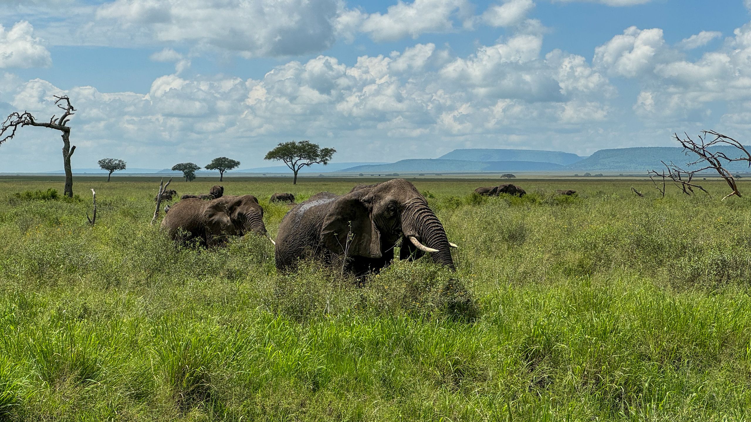 Nat Geo Tanzania 2023 - Elphants