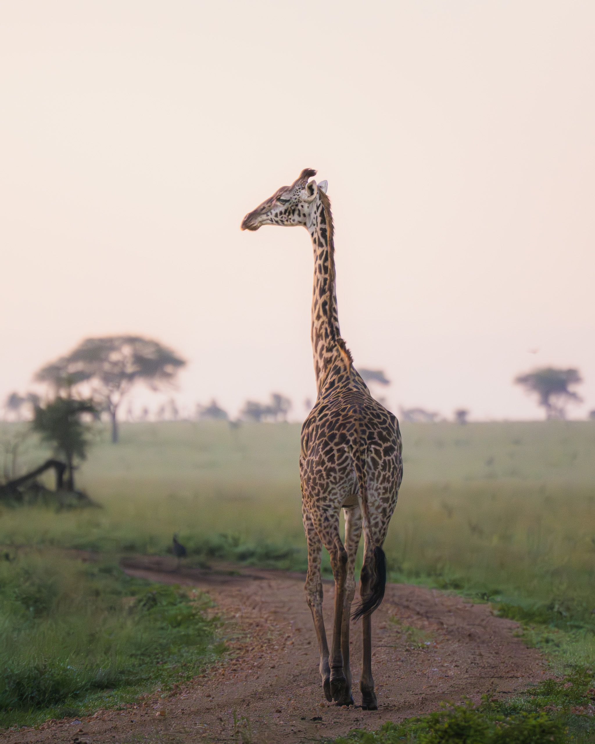 Nat Geo Tanzania 2023 Giraffe 2