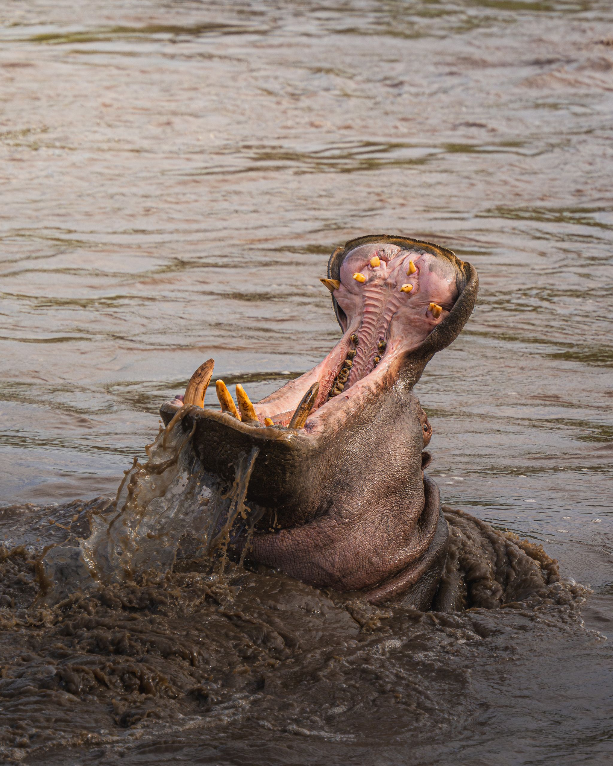 Nat Geo Tanzania 2023 Hippo 2