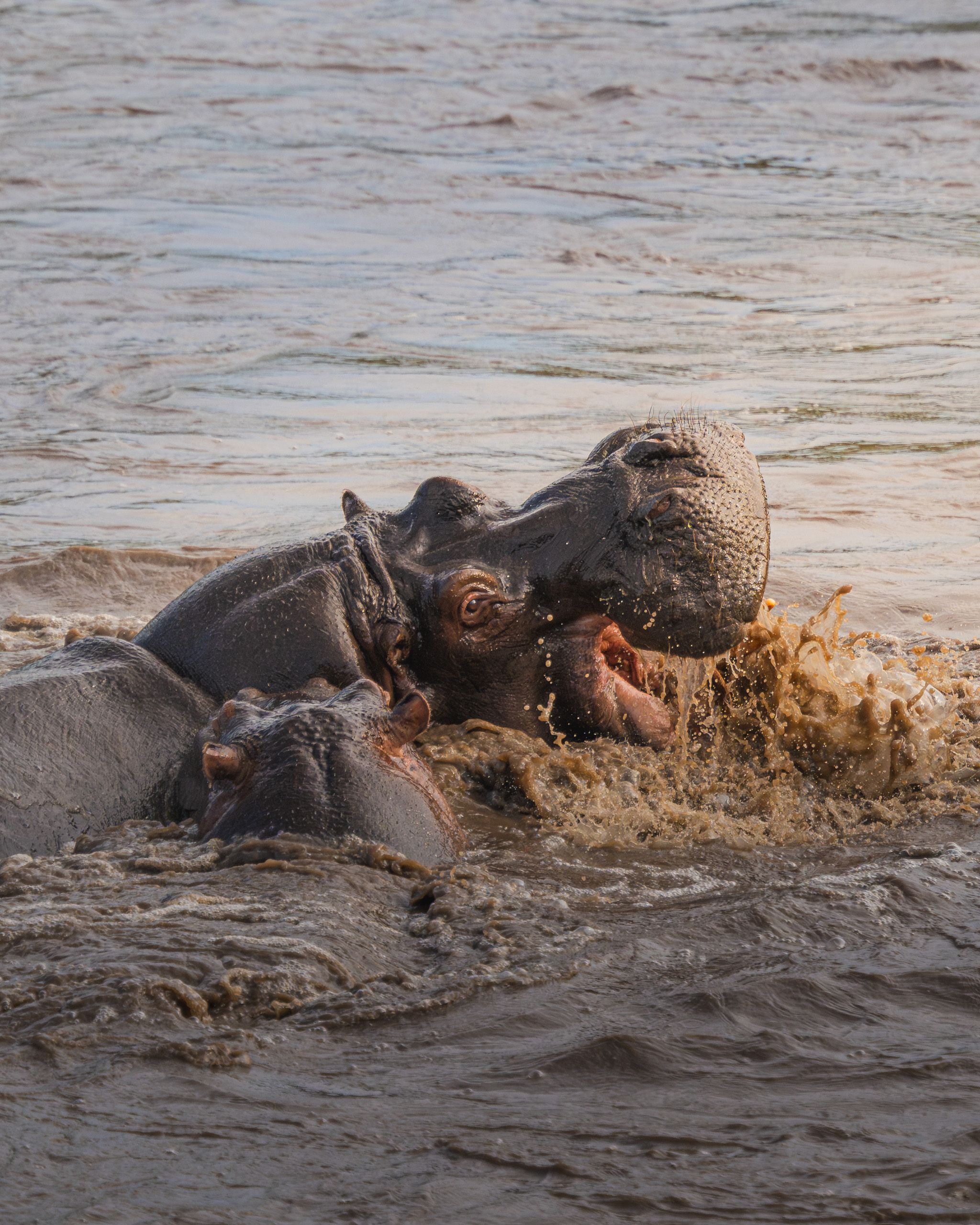 Nat Geo Tanzania 2023 Hippo 3