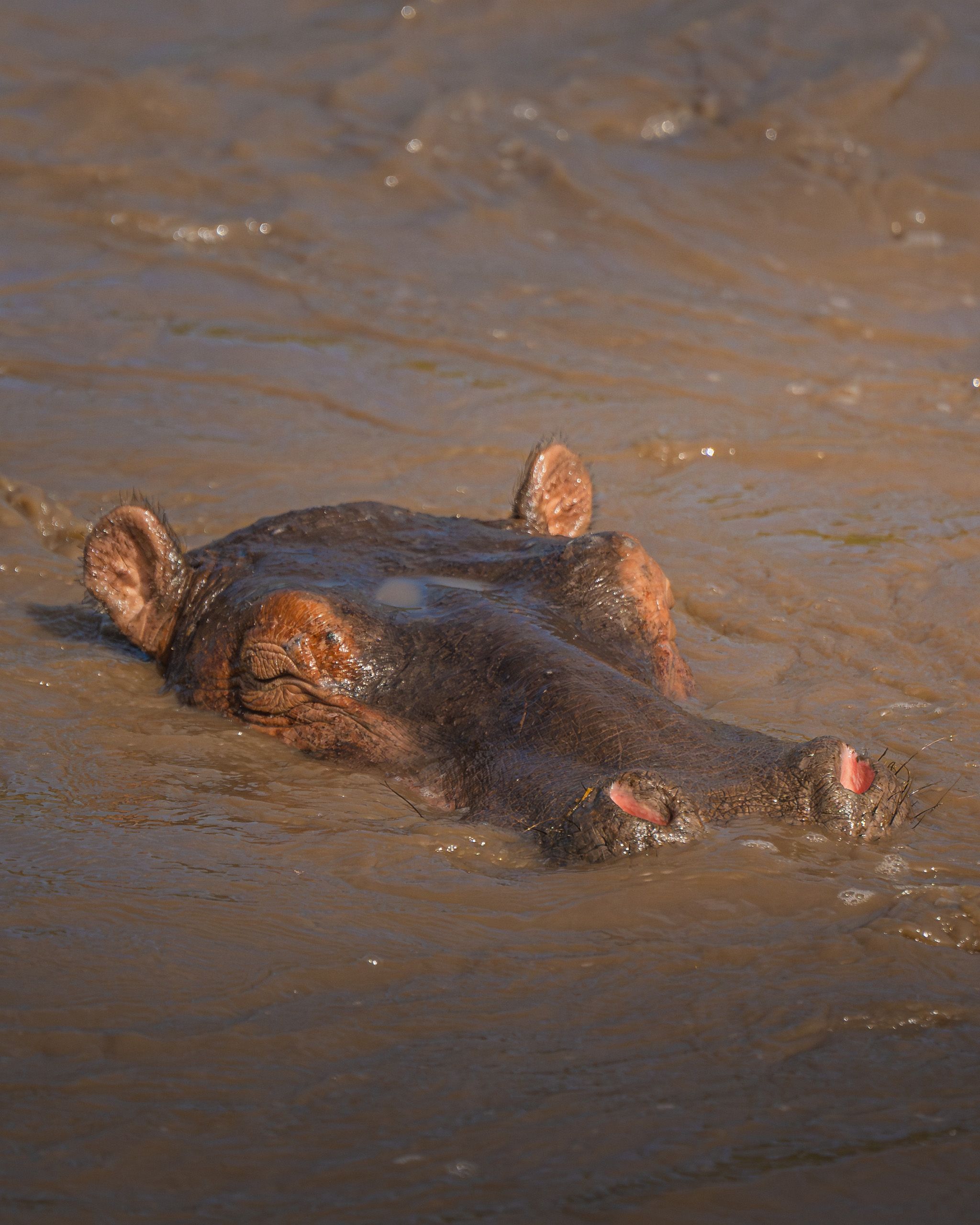 Nat Geo Tanzania 2023 Hippo