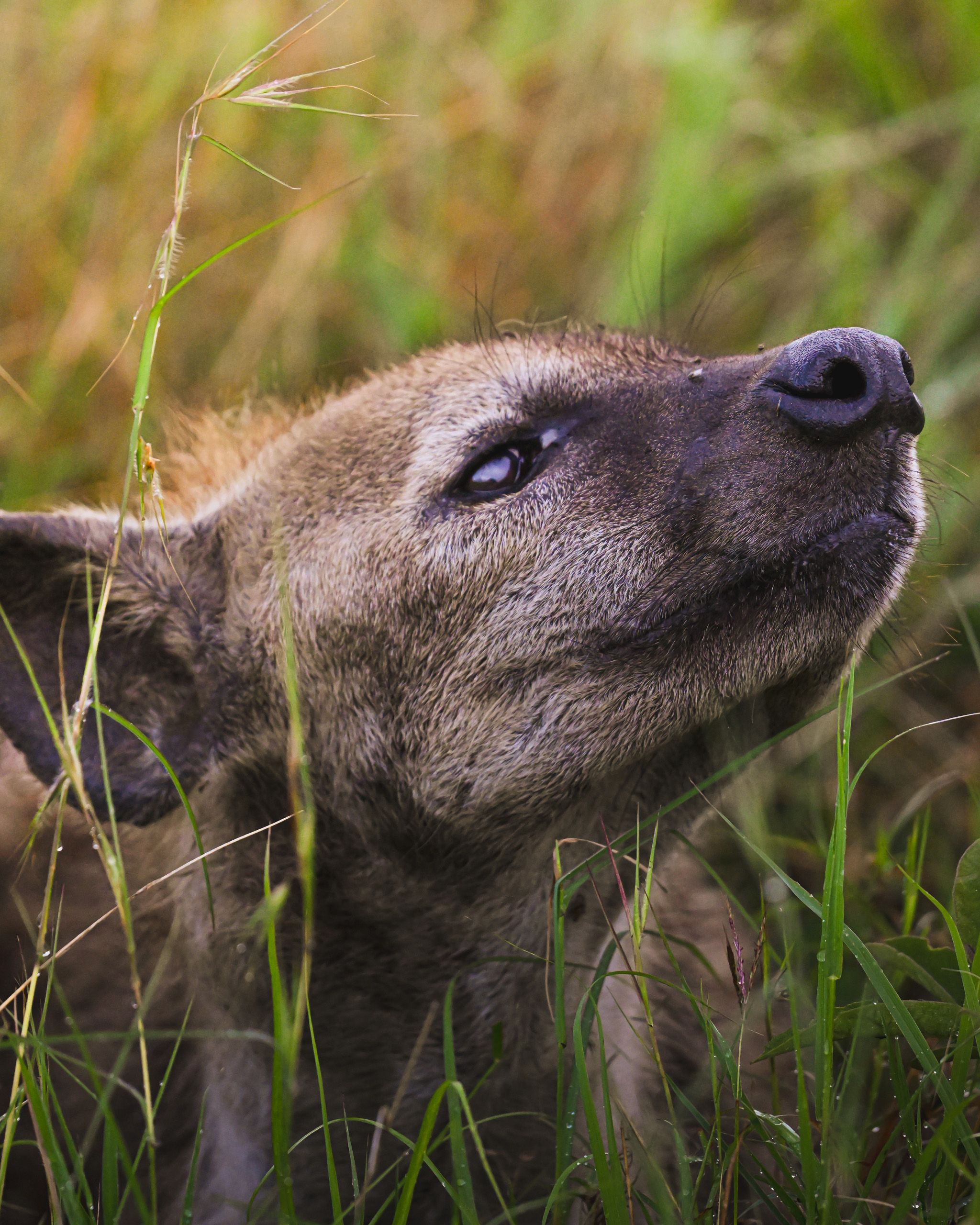 Nat Geo Tanzania 2023 Hyena