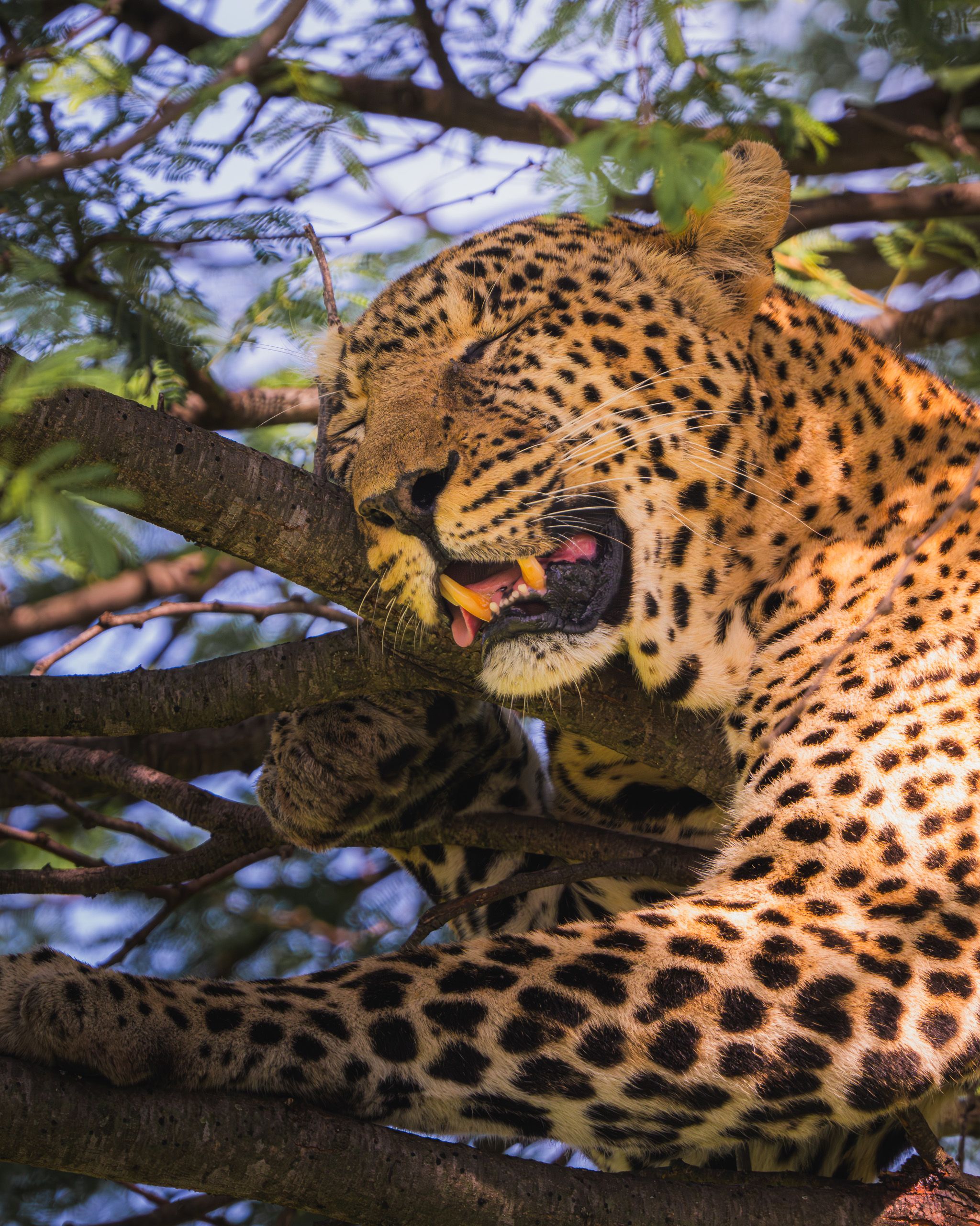 Nat Geo Tanzania 2023 Leopard