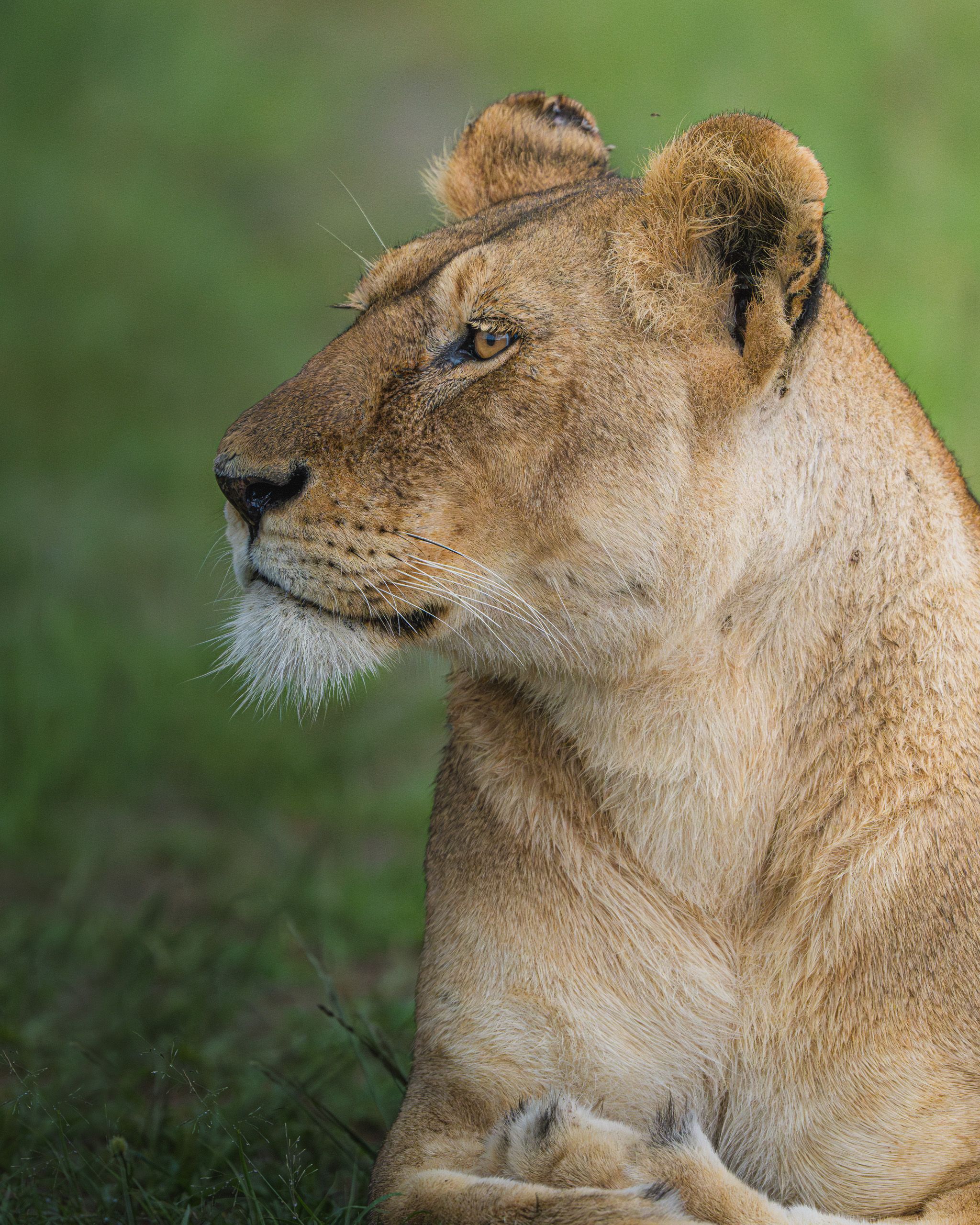 Nat Geo Tanzania 2023 Lion 11