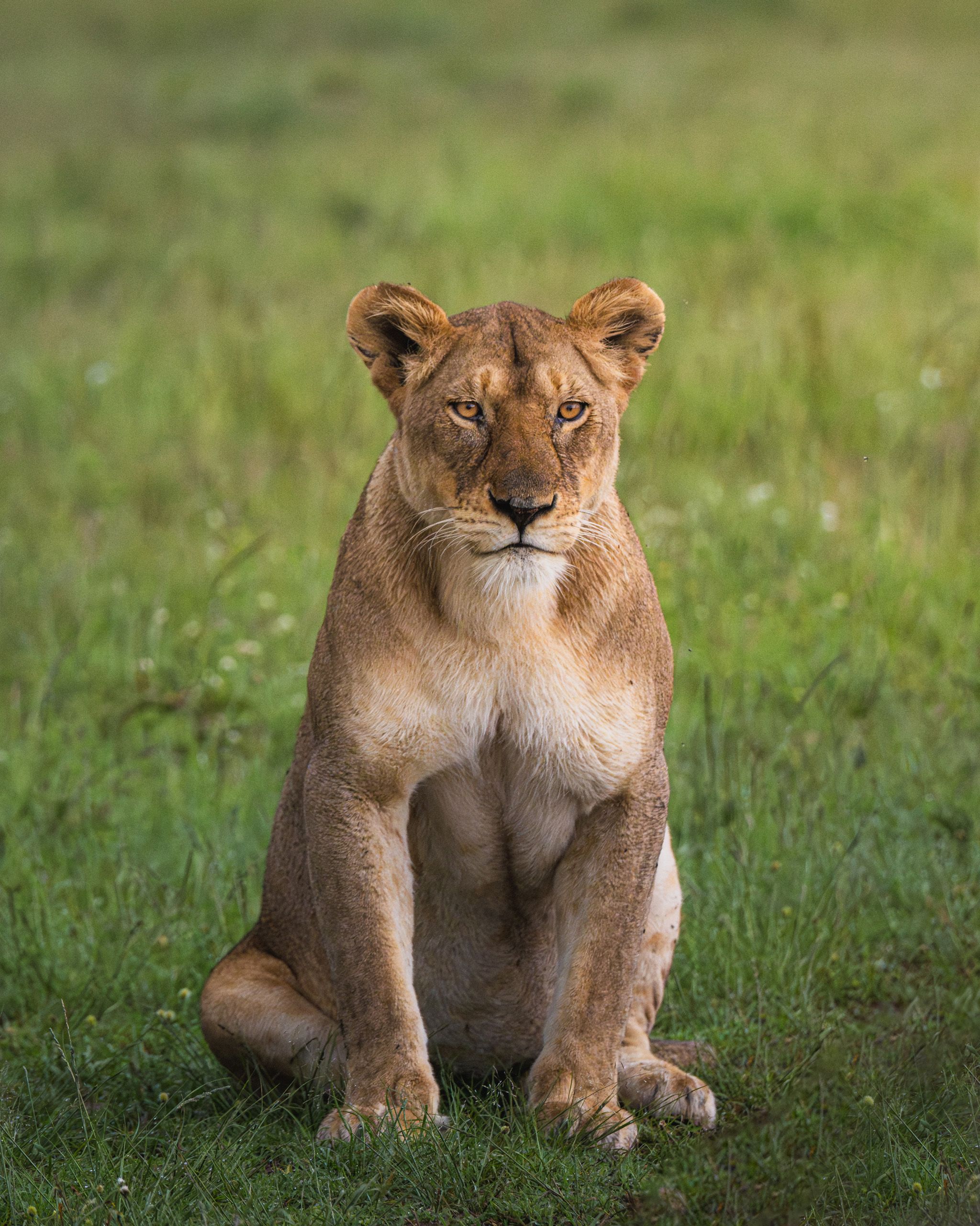Nat Geo Tanzania 2023 Lion 13