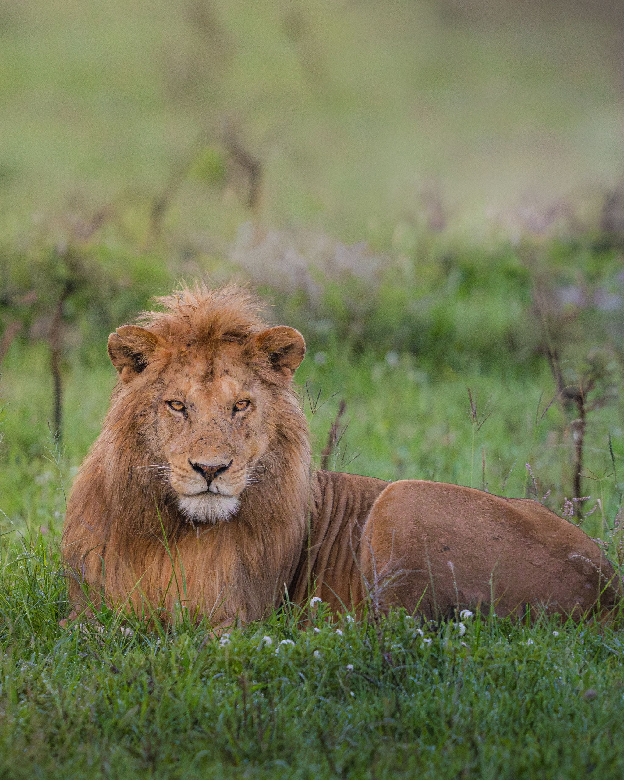 Nat Geo Tanzania 2023 Lion 6