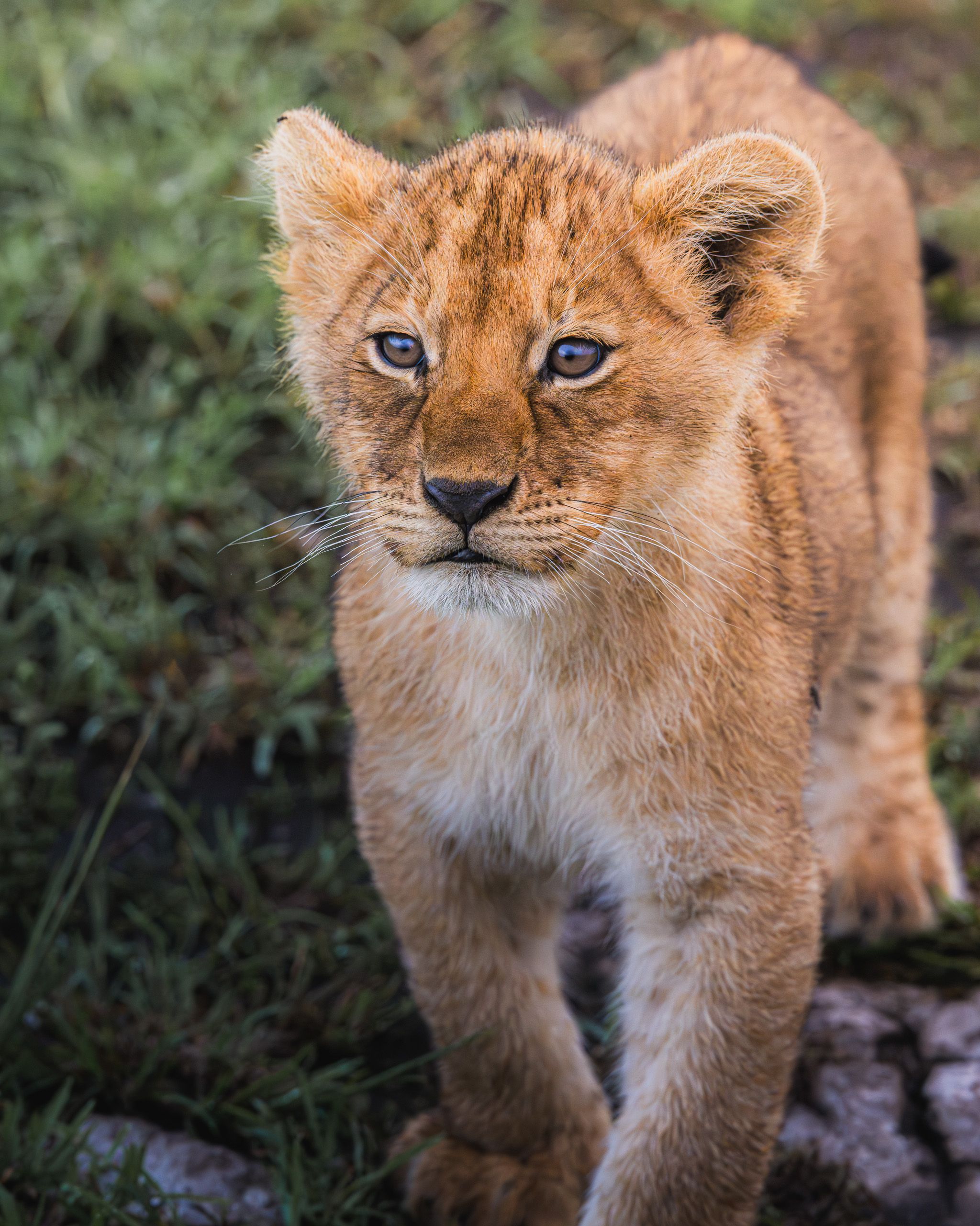 Nat Geo Tanzania 2023 Lion 7