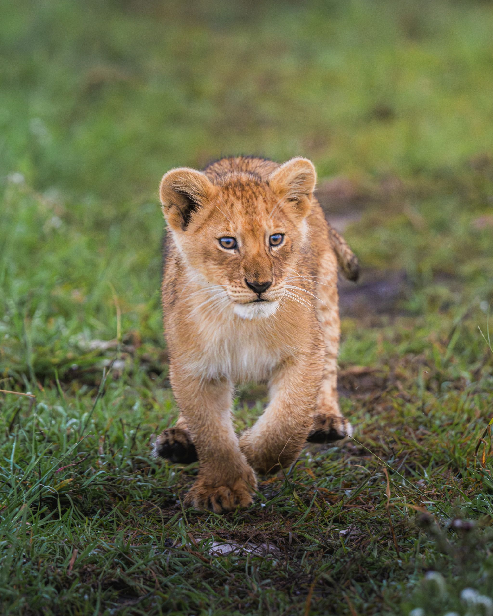 Nat Geo Tanzania 2023 Lion 8