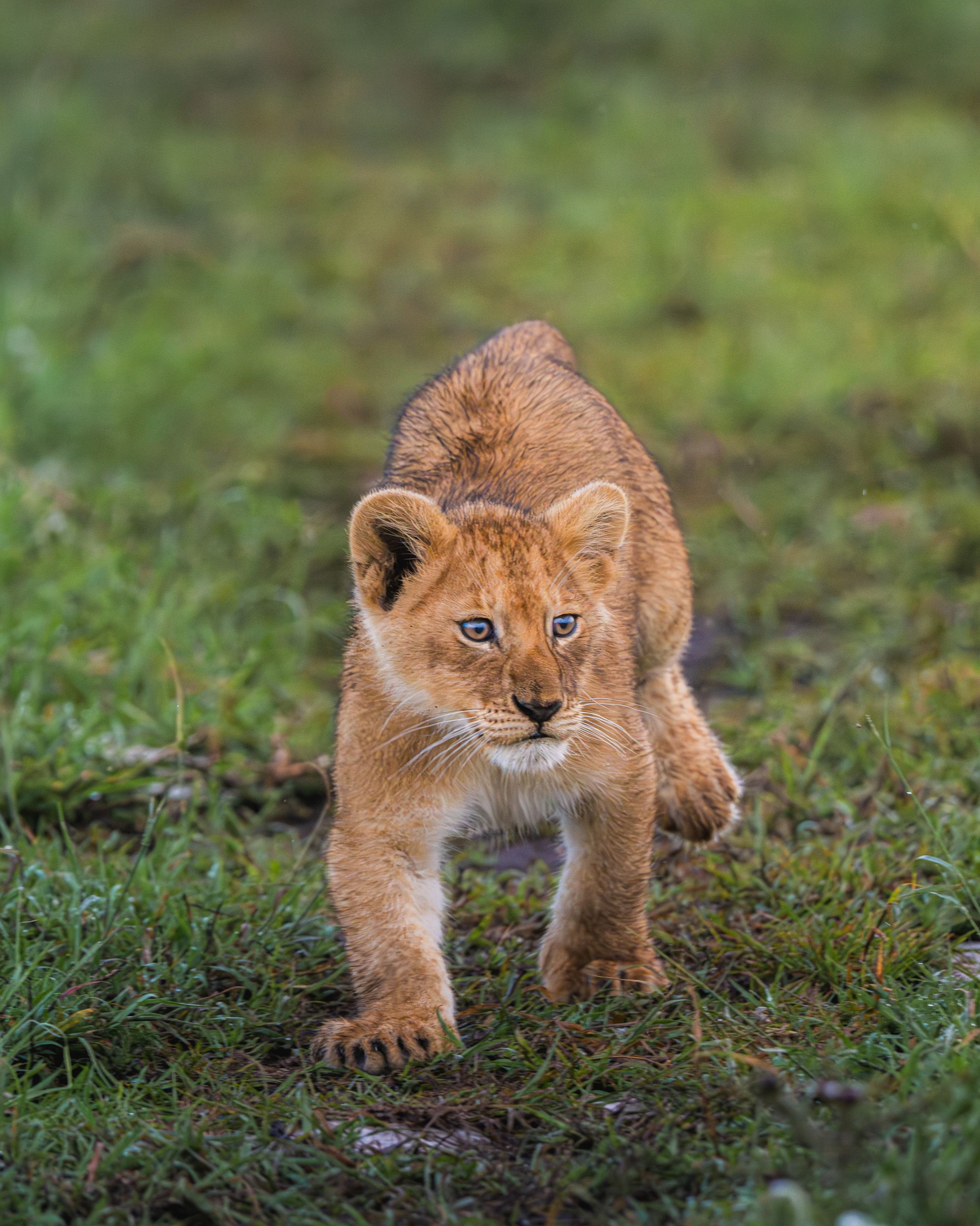 Nat Geo Tanzania 2023 Lion 9