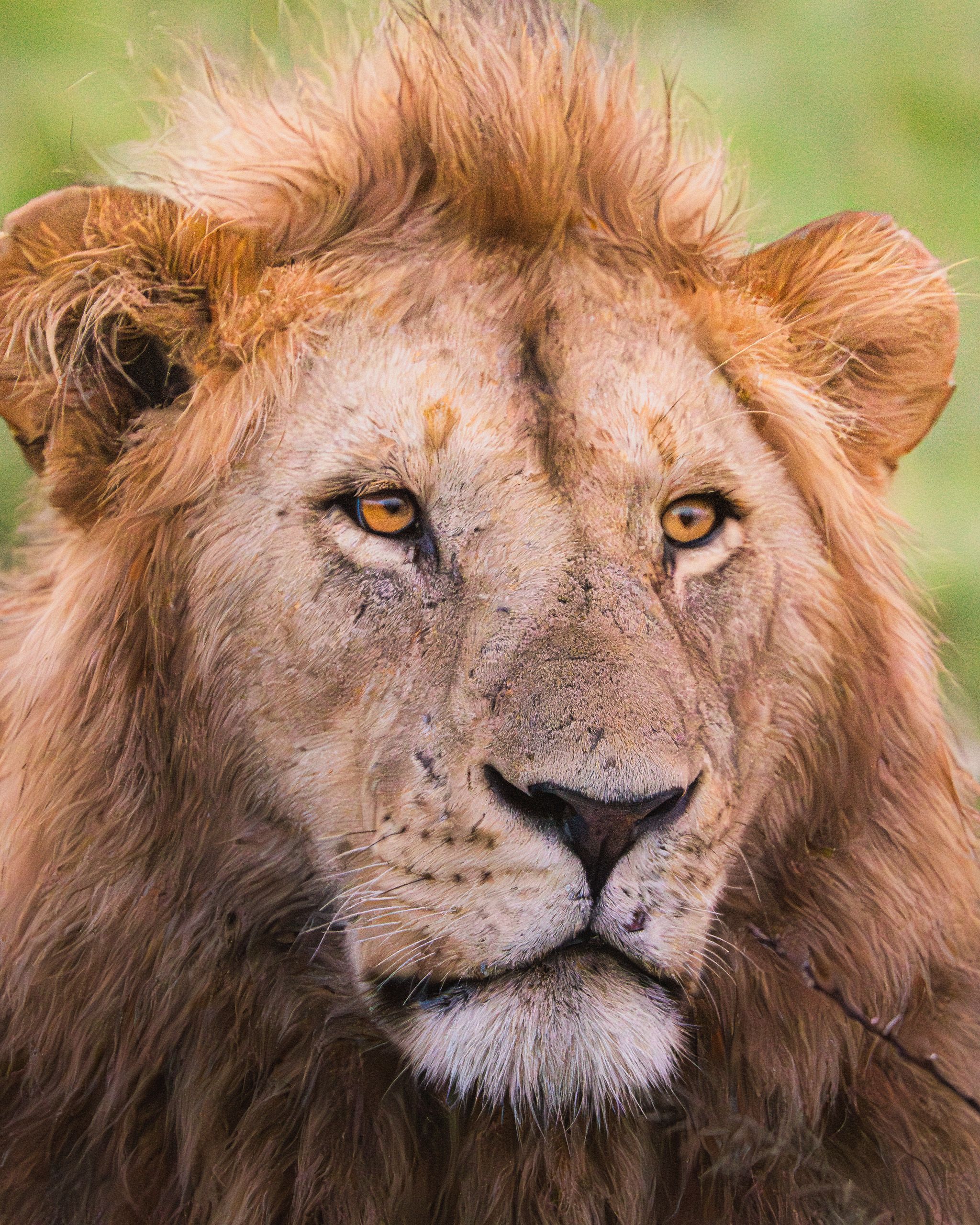 Nat Geo Tanzania 2023 Lion